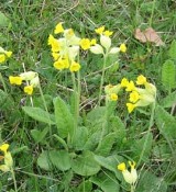 Schlüsselblume: Sinnbild für informationsbezogene Pflanzenheilkunde Schlüsselblume: Sinnbild für informationsbezogene Pflanzenheilkunde